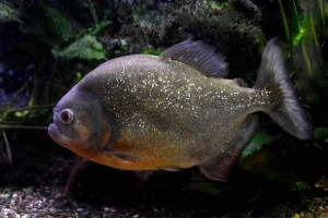 Де живуть піранхас? Де живуть піранхас?